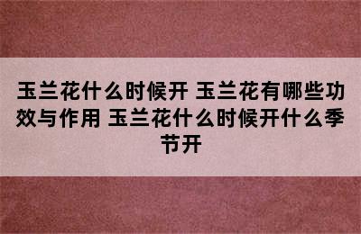 玉兰花什么时候开 玉兰花有哪些功效与作用 玉兰花什么时候开什么季节开